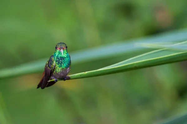 Rufous 꼬리 벌 새-Amazilia tzacatl — 스톡 사진