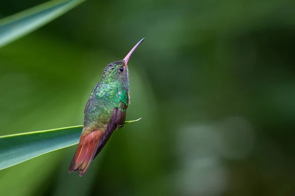 Rufschwanzkolibri - amazilia tzacatl — Stockfoto