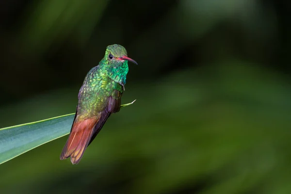 Rezavý kvadrát kolibřík - Amazilia tzacatl — Stock fotografie