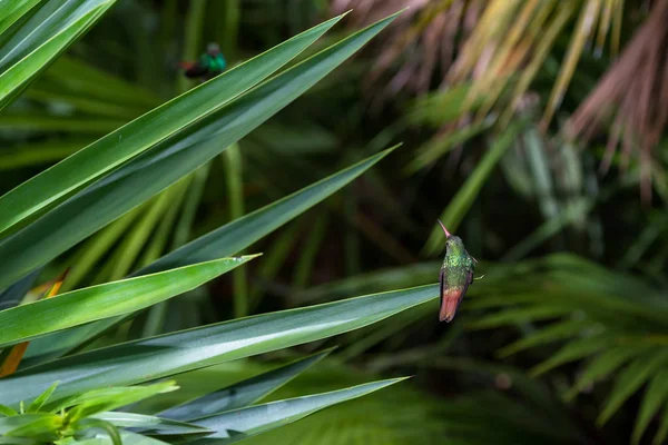 Kızıl kuyruklu sinek kuşu - Amazilia tzacatl — Stok fotoğraf