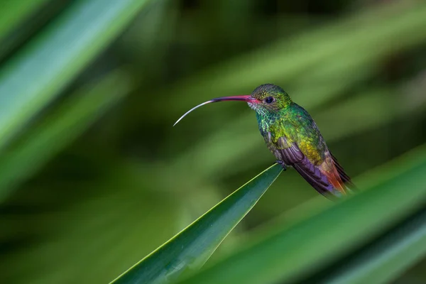 Rode-tailed kolibrie - Amazilia tzacatl — Stockfoto