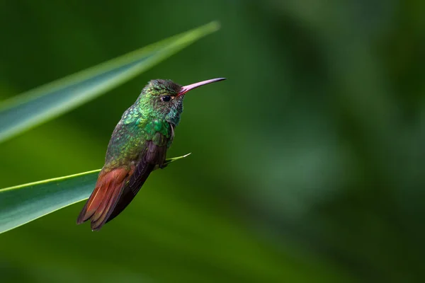 Beija-flor-de-cauda-ruiva - Amazilia tzacatl — Fotografia de Stock