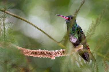 Kızıl kuyruklu sinek kuşu - Amazilia tzacatl