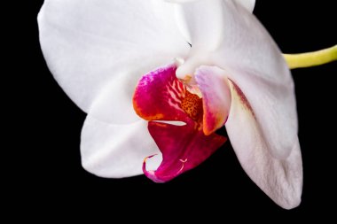 Beyaz orkide, kapat 