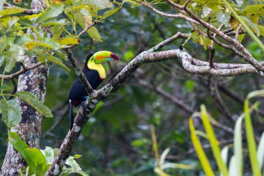 Salma fatura toucan - ramphastos sulfuratus