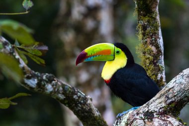 Salma fatura toucan - ramphastos sulfuratus
