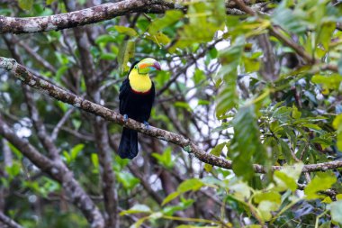 Salma fatura toucan - ramphastos sulfuratus