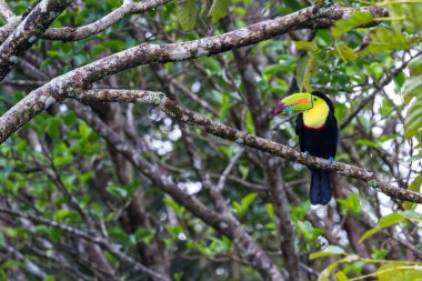 Salma fatura toucan - ramphastos sulfuratus