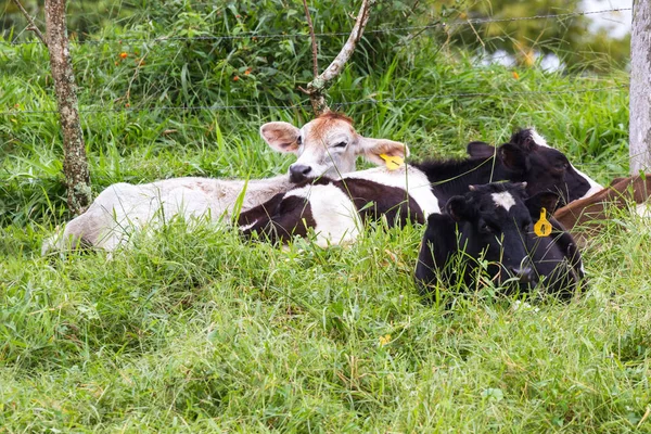 Young dairy cows — Stock Photo, Image