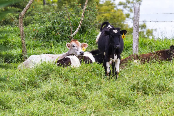 Young dairy cows — Stock Photo, Image