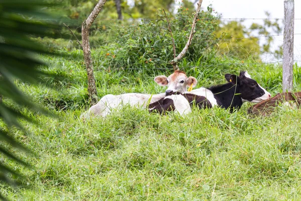 Jeunes vaches laitières — Photo