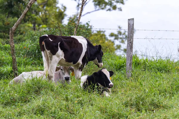 Giovani vacche da latte — Foto Stock