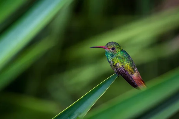 Rode-tailed kolibrie - Amazilia tzacatl — Stockfoto