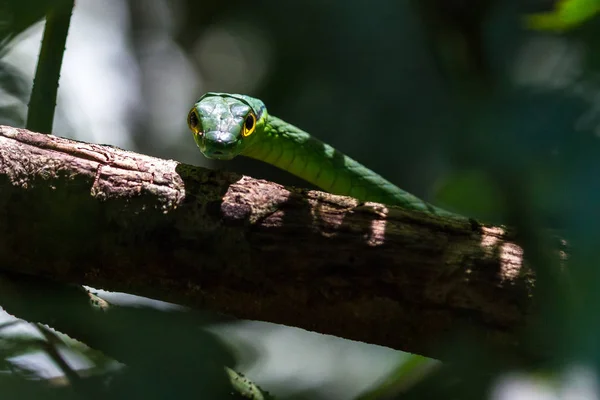 Lora vagy papagáj kígyó - Leptophis ahaetulla — Stock Fotó
