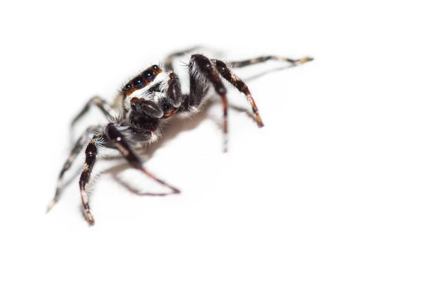 Araña saltarina - mariposa muscosa — Foto de Stock