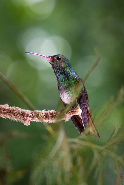 Beija-flor-de-cauda-ruiva - Amazilia tzacatl — Fotografia de Stock