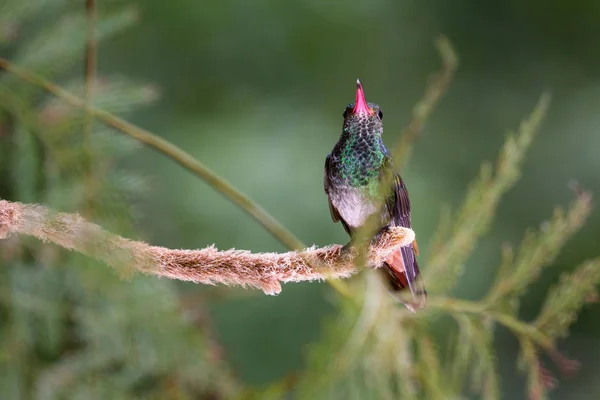 Rufous-tailed hummingbird - Amazilia tzacatl — Stock Photo, Image