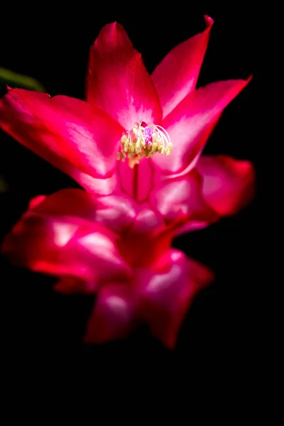 Christmas cactus bloom — Stock Photo, Image