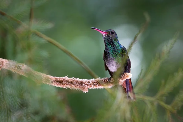 Rufous 꼬리 벌 새-Amazilia tzacatl — 스톡 사진