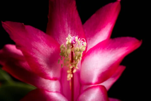 Christmas cactus bloom — Stock Photo, Image