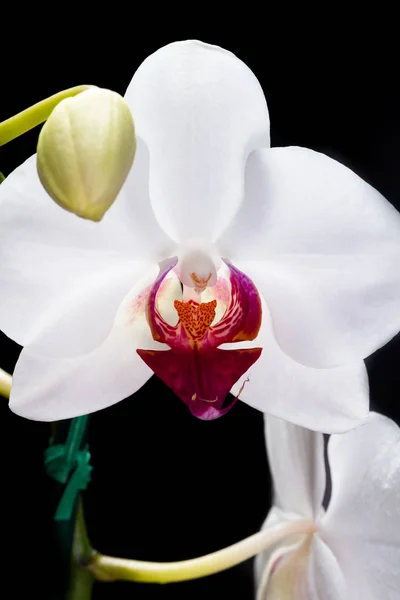 Orquídea blanca de cerca — Foto de Stock