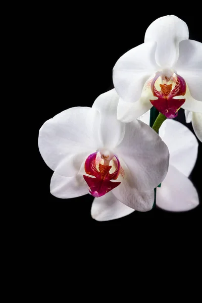 Orquídea blanca de cerca — Foto de Stock
