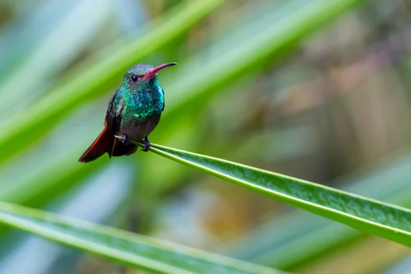 Rufous 꼬리 벌 새-Amazilia tzacatl — 스톡 사진