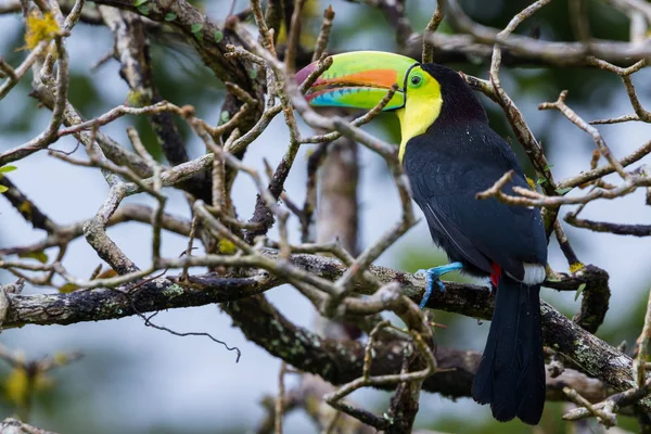 Toucan à bec de quille - ramphastos sulfuratus — Photo