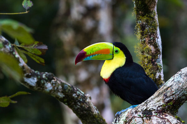 keel billed toucan - Ramphastos sulfuratus