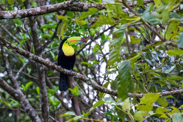Keel billed toucan - Ramphastos sulfuratus — Stock Photo, Image