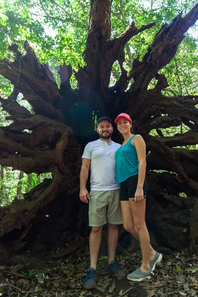 Árboles gigantes en la selva —  Fotos de Stock