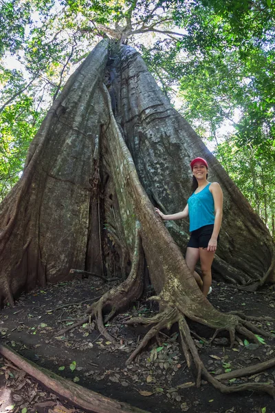 Árboles gigantes en la selva —  Fotos de Stock