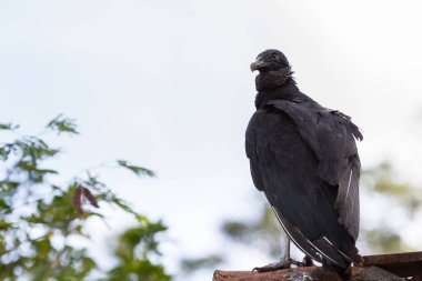 Yetişkin kara akbaba 