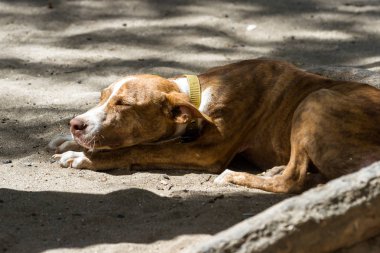 pit bull karışımı