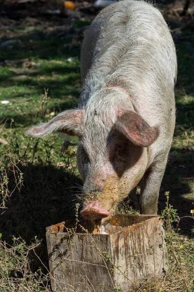 Большая розовая свинья — стоковое фото