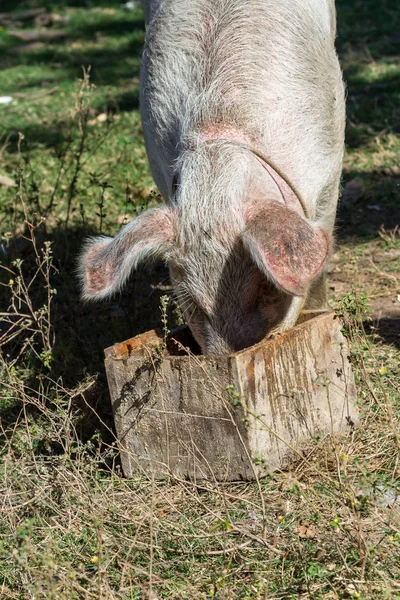 Velké růžové prase — Stock fotografie