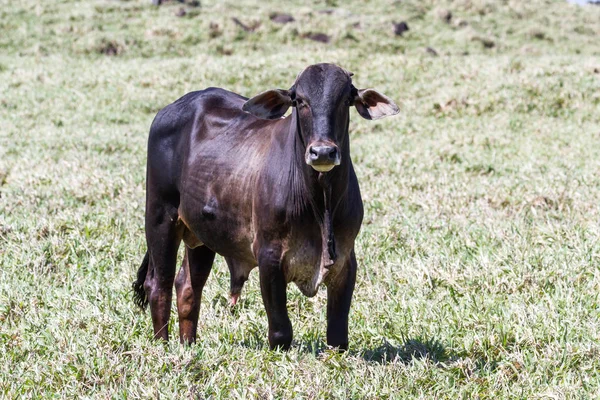 草地上的年轻公牛 — 图库照片