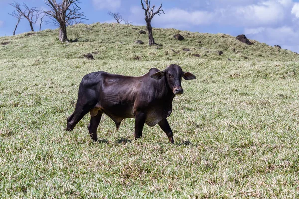 Молодой бык на травяном поле — стоковое фото