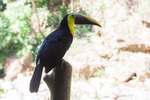 Kastanjefarget toucan - Ramphastos ambiguus swainsonii – stockfoto