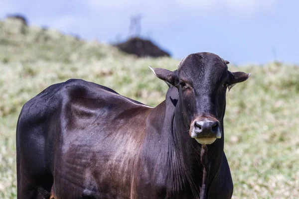 Молодой бык на травяном поле — стоковое фото