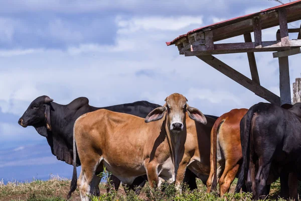 Çimenli alan'e kadar aramazsam