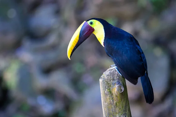 Kasztan mandibled toucan - Ramphastos ambiguus swainsonii — Zdjęcie stockowe