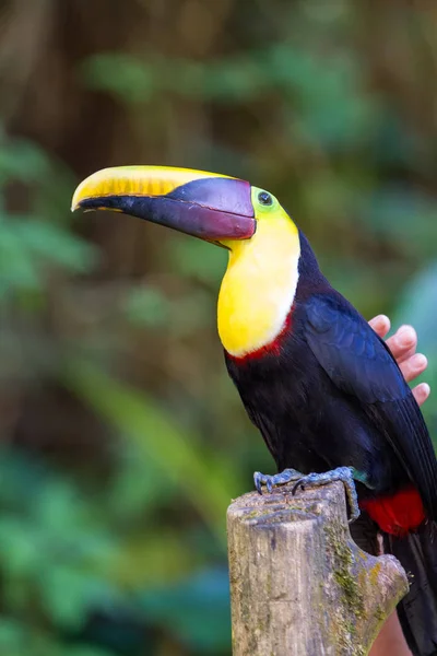 Chestnut-mandibled toucan - Ramphastos ambiguus swainsonii — Stock Photo, Image