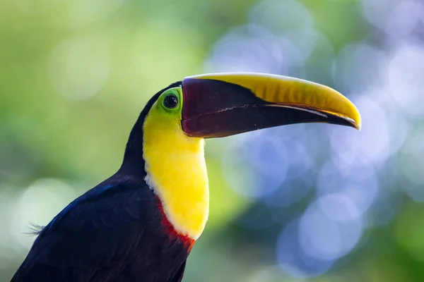 Kasztan mandibled toucan - Ramphastos ambiguus swainsonii — Zdjęcie stockowe