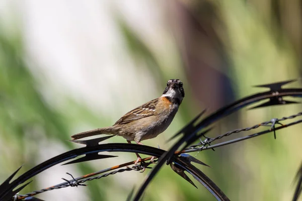 Stripe headed sparrow -Peucaea ruficauda — Stock Photo, Image