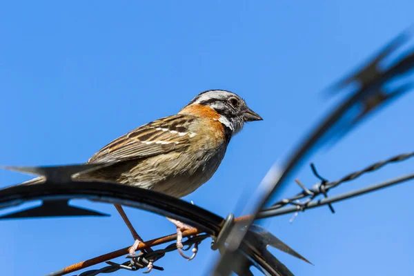 Stripe headed sparrow -Peucaea ruficauda — Stock Photo, Image