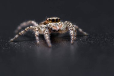 Örümcek - mariposa muscosa atlama 