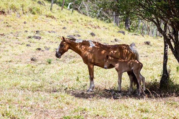 Moma caballo y su falta — Foto de Stock