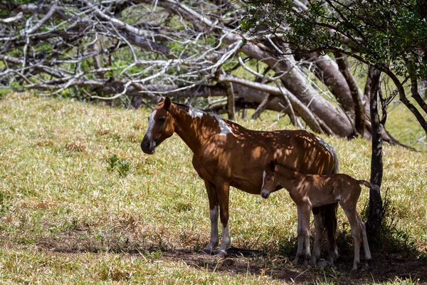 Moma caballo y su falta — Foto de Stock