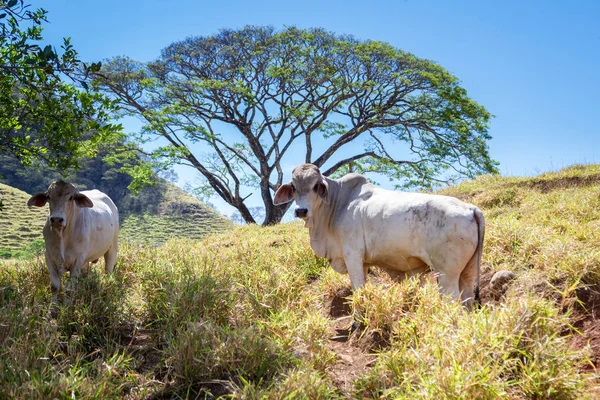 Молодой бык в Коста-Рике — стоковое фото